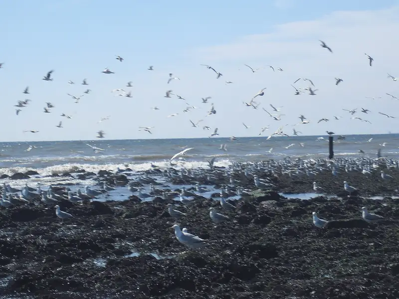 Seagulls waiting for the tide at Dutch Sea Coast