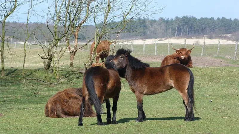 This small herd Exmoor pony's are living in the wild, in het forest/dune area in Castricum, the Netherlands. They scratch each others back and show where the itch is, by biting softly on that area on the other pony.
