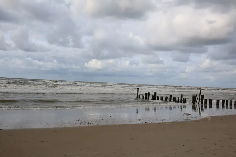 Schoorlse Duinen
