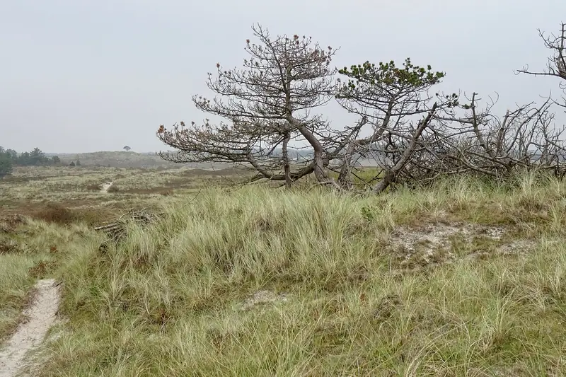 Schoorlsche Duinen