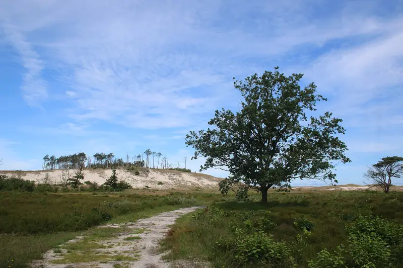 Tijdens een wandeling in Schoorl kwam ik dit plaatje tegen. Op de voorgrond staat een boom tegen de blauwe lucht aan, in de verte zie je de kale duien met daarop een aantal bomen.